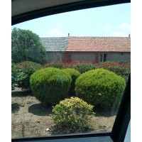 瓜子黃楊球 紅葉石楠球