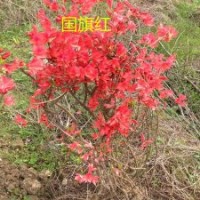 出售野生國旗紅映山紅樹樁1-5公分