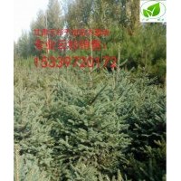 甘肅云杉在哪里？甘肅云杉2米3米低價樹苗