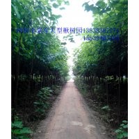 楸樹@金絲楸樹#速生楸樹