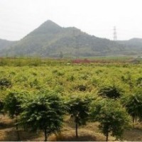 大規(guī)格雞爪械20公分/18/22出售50支