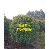 成都紅葉石楠 四川紅葉石楠球種植銷售