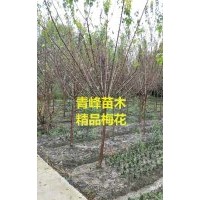 成都梅花 四川梅花價格 梅花大量批發(fā)