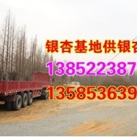 23公分銀杏樹,23公分銀杏,興隆銀杏(圖)