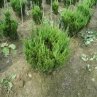 供應(yīng)龍柏樹_龍柏條_龍柏球