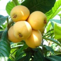 枇杷_枇杷價(jià)格_枇杷基地