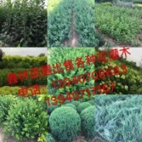 遼寧黃楊@遼寧黃楊價(jià)格&遼寧黃楊批發(fā)—鑫林苗圃