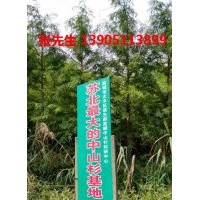 供應(yīng)正宗中山杉苗木基地