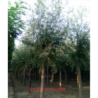 河北速生柳基地、保定速生柳價格、二次定桿旱柳圖片平頭發(fā)帽柳樹