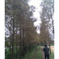 專業(yè)批發(fā)供應(yīng)各種香樟桂花廣玉蘭石楠水杉池杉