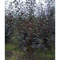 紅葉李價格 成都紅葉李