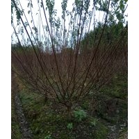 成都梅花 四川梅花 梅花價格