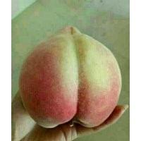 冬桃秋雪紅10月底成熟