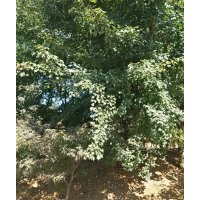 供應(yīng)大規(guī)格三角楓10到21公分出售