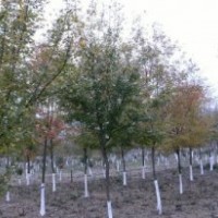 桿徑10公分12公分三角楓價格.優(yōu)質(zhì)三角楓價格