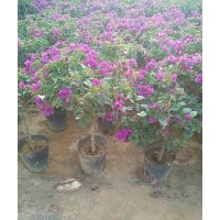 供應(yīng)各種苗木