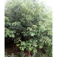 地徑三、四、五公分的香樟