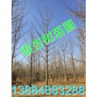 30公分銀杏樹(shù)