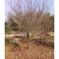 羽毛楓紅楓海棠羅漢松雞爪槭櫻花