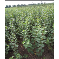 黑龍江小黑十四以及插穗