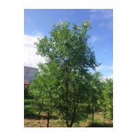 供應(yīng)大文冠果 山桃 白榆
