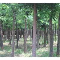 國槐，大國槐，15公分國槐價(jià)格，原生國槐，10公分國槐，二次發(fā)帽