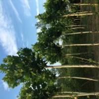 本公司大量供應(yīng)8一18公分行道樹法桐,白蠟,合歡