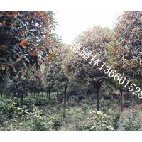 成都丹桂低價批發(fā)