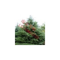 供應(yīng)雪松 南京雪松 雪松價(jià)格 雪松批發(fā)價(jià)格