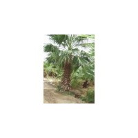 供應(yīng)棕櫚 南京棕櫚 棕櫚批發(fā)價格 棕櫚價格