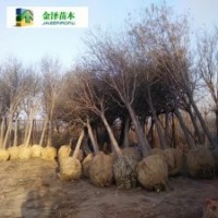 18公分國槐價格