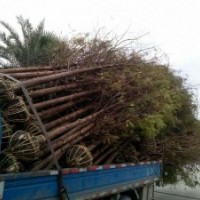 四川成都水杉基地水杉價(jià)格水杉直銷5-8-30公分水杉