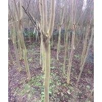 低價(jià)處理一批8公分老紫薇