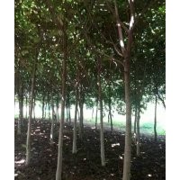 供，流蘇，黃櫨，欒樹(shù)，紫葉李，黃山欒，五角楓，銀杏，青桐，法