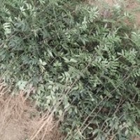 供應花椒苗*花椒苗價格