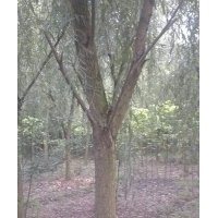 10、12、15、18柳樹