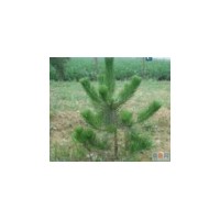 成年供白皮松小苗