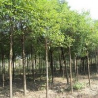 湖南重陽價格 18公分重陽木價格 10公分重陽木價格