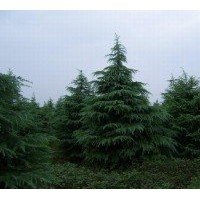 南京雪松價格提供 1米雪松價格 2米雪松價格