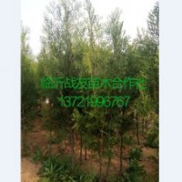 40-80公分側(cè)柏苗供應(yīng)基地