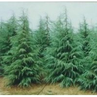 提供1米雪松價(jià)格 2.5米雪松價(jià)格 湯泉雪松基地