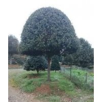 桂花價格、湖南桂花價格、桂花小苗價格、湖南桂花、桂花樹價格