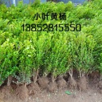 高度30公分小葉黃楊價格