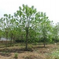 南京重陽木基地 10公分12公分重陽木價格