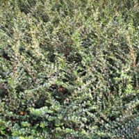 河北平枝荀子_平枝荀子價(jià)格_平枝荀子基地