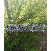 40公分貼梗海棠價(jià)格，50公分貼梗海棠價(jià)格