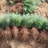 重慶供應2米雪松價格 1.5米雪松價格