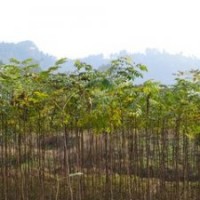 湖南欒樹價格，10公分欒樹價格 12公分欒樹價格