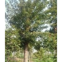 四川常年供應(yīng)三角楓價(jià)格 18公分三角楓價(jià)格 25公分三角楓價(jià)格