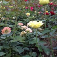 李葉繡線菊、金山繡線菊、紅花繡線菊、金焰繡線菊、珍珠繡線菊